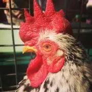 ちぢわ