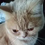 むぎ。