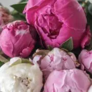 PEONYの画像