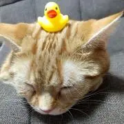 むーたんの画像