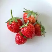 コッチの画像