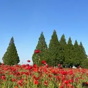 アニャ　断処理中の画像