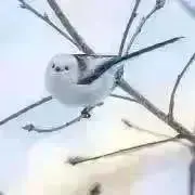 Yumeeの画像