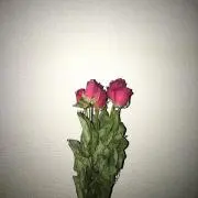 lightの画像