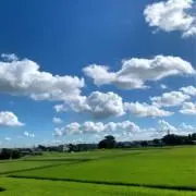 葵の画像