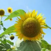 花恋【お盆休みセール実施中！】の画像