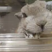 モカの画像