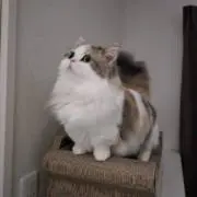 ミヌエットの画像