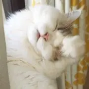 ねこの画像