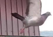 コミクの画像