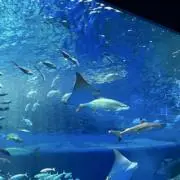モルル♪の画像