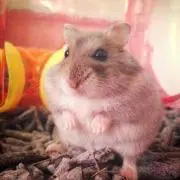 hamuの画像
