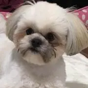 コトコトの画像