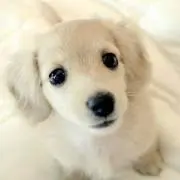 ココ
