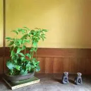 KTの画像