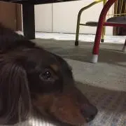 はやしの日常