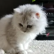 銀ちゃん