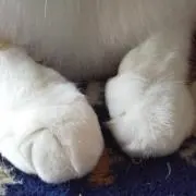ひなたねこの画像