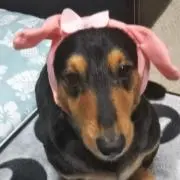 よっぴーの画像