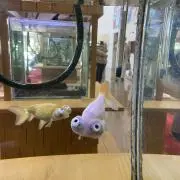 MAYAの画像