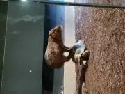 カメの画像