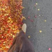 キノコの画像
