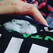 なみの画像