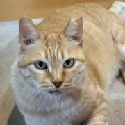 とらちゃん