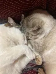 バンジョー