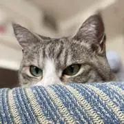 spoonikの画像