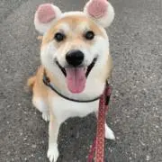 わん太