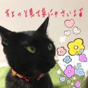 ゆき(のほほん猫)