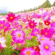 zoeの画像
