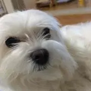 えつ
