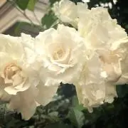 もーちょいの画像