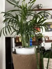 UMAの画像