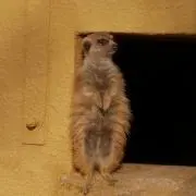 むむ