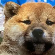 プーサンパパの画像