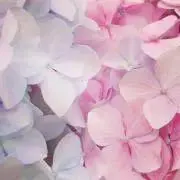 pompomの画像