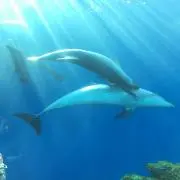 ＧＭの画像