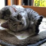 しおの画像