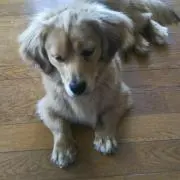 Tomo  Kumaの画像