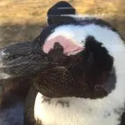 ここいちの画像