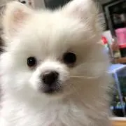 ポメアス吉の画像