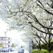 白桜の画像