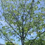 ANsの画像