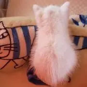 豆乳猫☺の画像