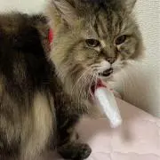ネッコにゃんの画像