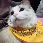 アリス