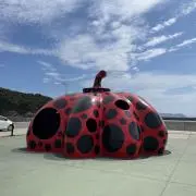 ぽんの画像